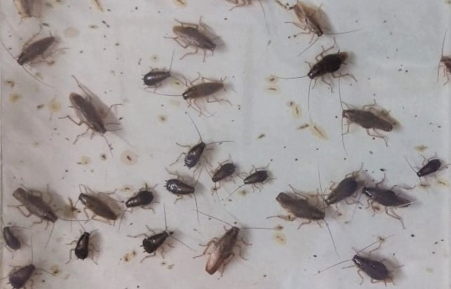 Kakkerlakken ongediertebestrijding Culemborg NL