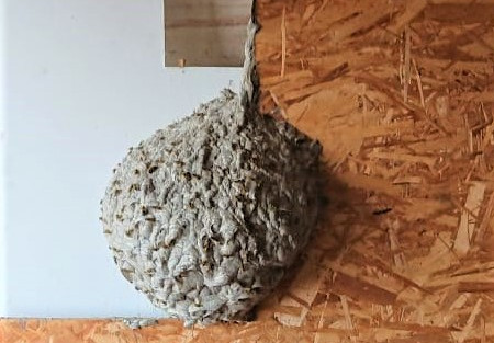 wespennest verwijderen culemborg